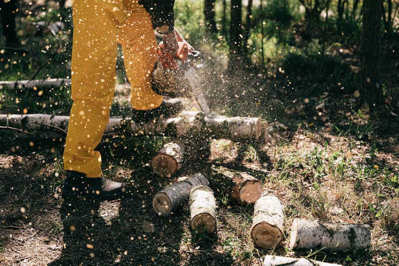 Large Tree Removal in New Holstein, WI